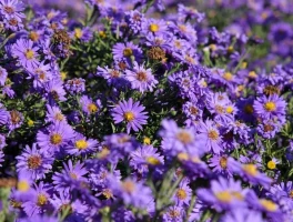 Aster's Crypto Drama: What Is Aster and Why It's Imploding Over Wash Trading Claims